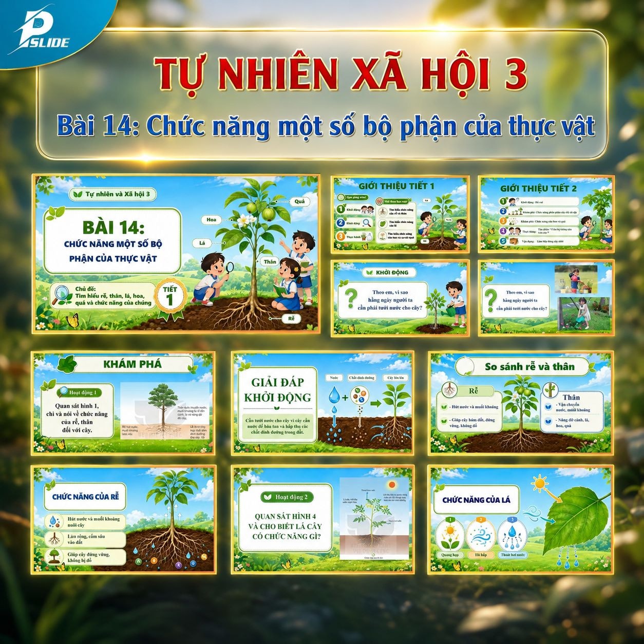 Giáo án Tự nhiên Xã hội lớp 3 - Bài 14: Chức năng một số bộ phận của thực vật